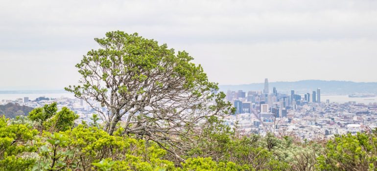 Mountain View landscape
